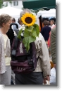 IMG_4801 * New Novel: The Old Man and the Sunflower * 333 x 500 * (123KB)